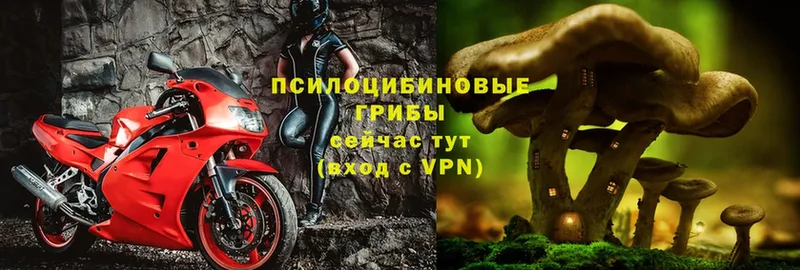 mega как зайти  Минусинск  Галлюциногенные грибы Psilocybe  закладка 